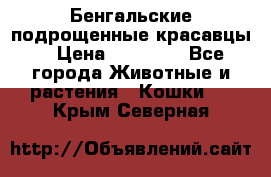 Бенгальские подрощенные красавцы. › Цена ­ 20 000 - Все города Животные и растения » Кошки   . Крым,Северная